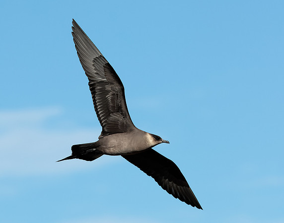 Arctic Skua Stercorarius parasiticus