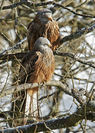 Red Kite Milvus milvus
