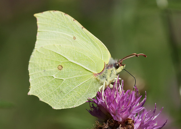 Brimstone Gonepteryx rhamni