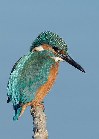 Kingfisher Alcedo atthis