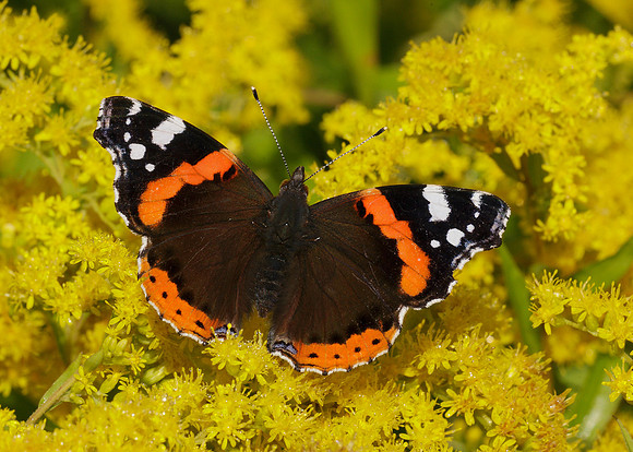 Red Admiral Vanessa atalanta