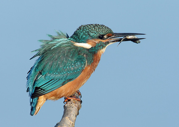Kingfisher Alcedo atthis