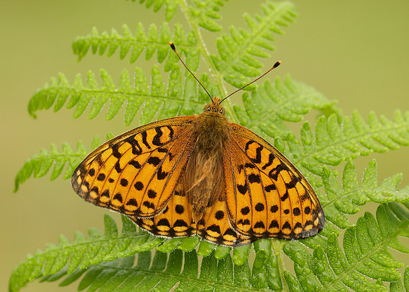 Dark Green Fritillary Argynnis aglaja