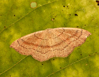 70.037 BF1681 Clay Triple-lines Cyclophora linearia