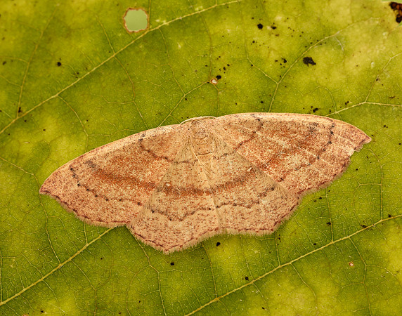 70.037 BF1681 Clay Triple-lines Cyclophora linearia