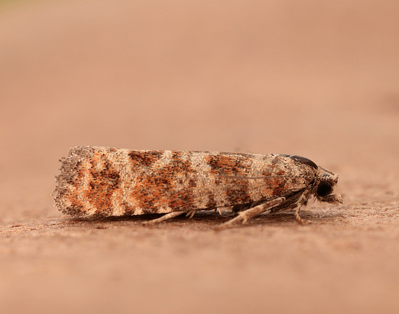 49.307 BF1212 Spotted Shoot Moth Rhyacionia pinivorana