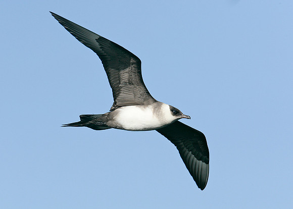 Arctic Skua Stercorarius parasiticus