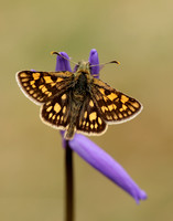 Chequered Skipper Carterocephalus palaemon