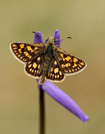 Chequered Skipper Carterocephalus palaemon