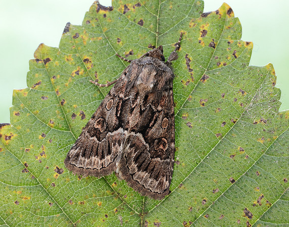 73.109 BF2303 Straw Underwing Thalpophila matura