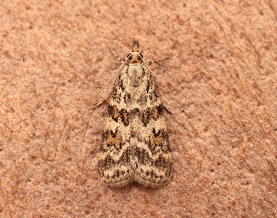 63.066 BF1333 Scoparia pyralella