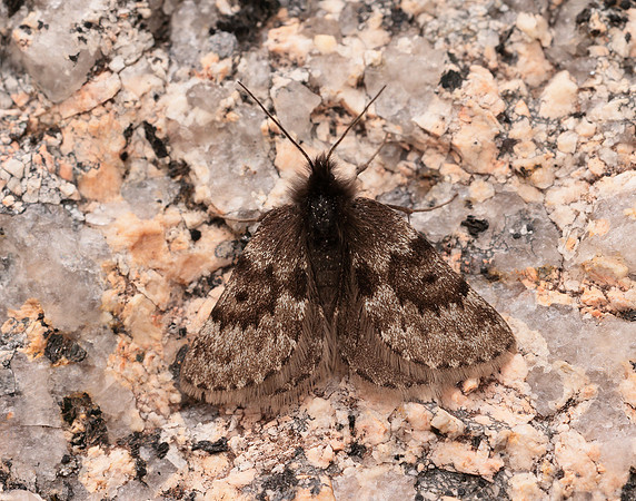 70.289 BF1965 Black Mountain Moth Glacies coracina