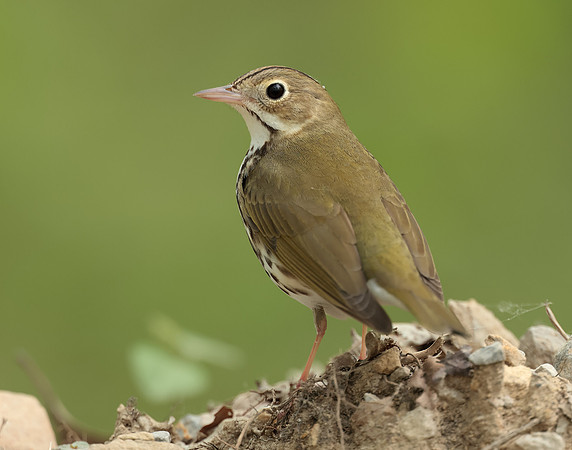 Ovenbird Seiurus aurocapilla