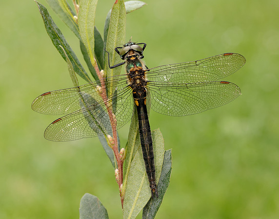 Northern Emerald Somatochlora arctica