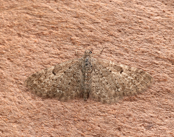 70.177 BF1828 Satyr Pug Eupithecia satyrata