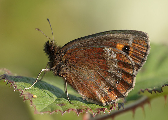 Scotch Argus Erebia aethiops