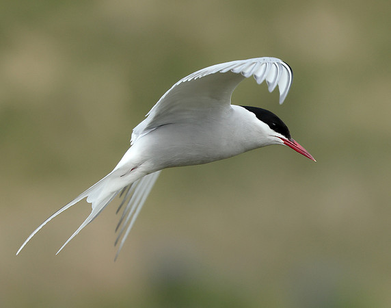 Arctic Tern Sterna paradisaea