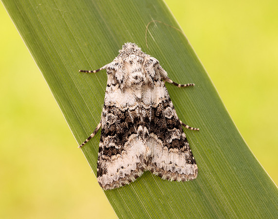 73.279 BF2164 Broad-barred White Hecatera bicolorata