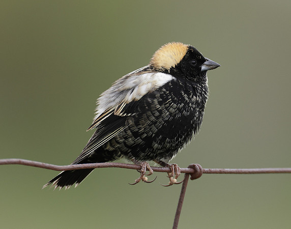 Bobolink Dolichonyx oryzivorus