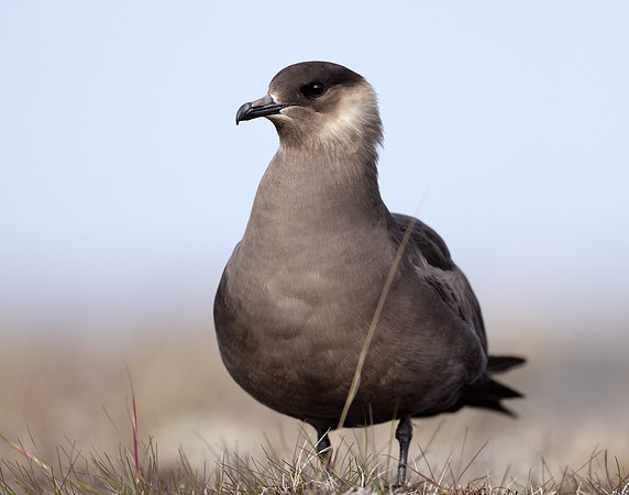 Arctic Skua Stercorarius parasiticus