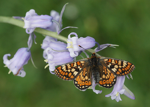 Marsh Fritillary Euphydryas aurinia