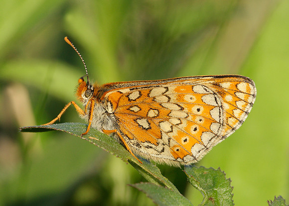 Marsh Fritillary Euphydryas aurinia