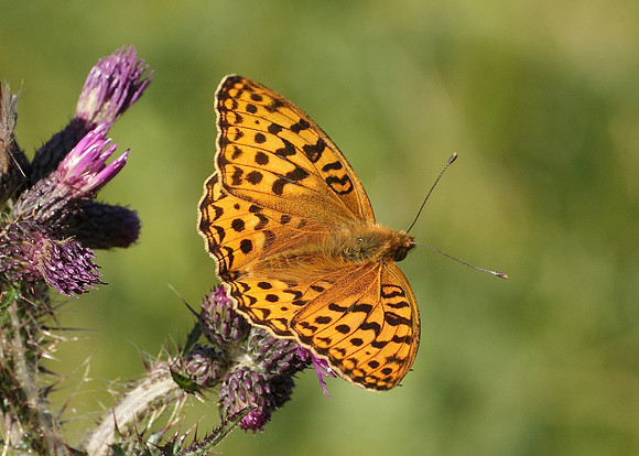 High Brown Fritillary Argynnis adippe