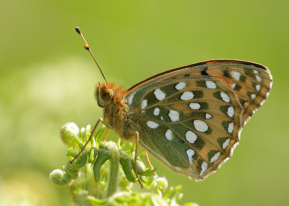 Dark Green fritillary Argynnis aglaja
