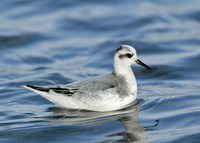 Grey Phalarope Phalaropus fulicarius
