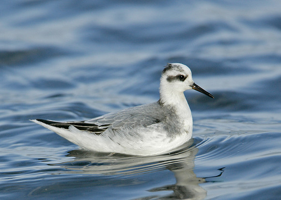 Grey Phalarope Phalaropus fulicarius