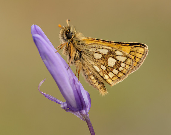 Chequered Skipper Carterocephalus palaemon