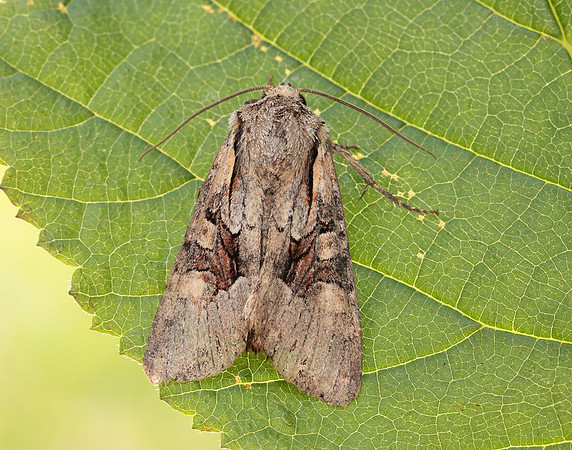 73.263 BF2157 Light Brocade Lacanobia w-latinum