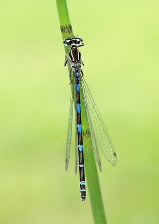 Variable Damselfly Coenagrion pulchellum