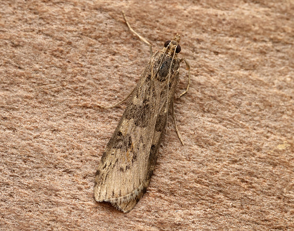 63.052 BF1398 Rush Veneer Nomophila noctuella