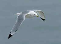 Kittiwake Rissa tridactyla