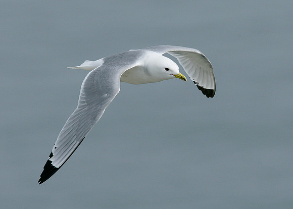 Kittiwake Rissa tridactyla