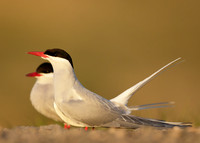 Arctic Tern Sterna paradisaea