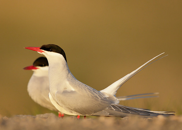 Arctic Tern Sterna paradisaea