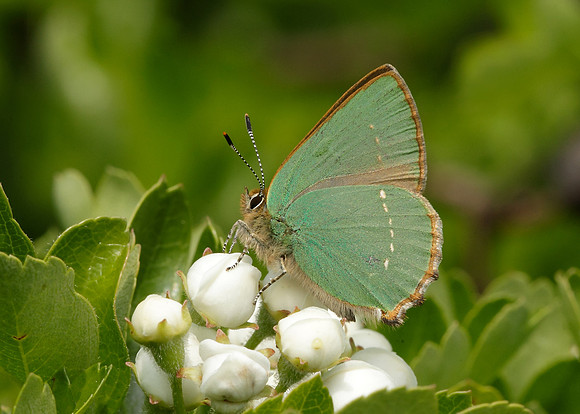 Green Hairstreak Callophrys rubi