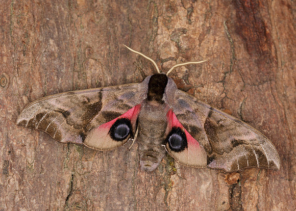 69.002 BF1980 Eyed Hawk-moth Smerinthus ocellata