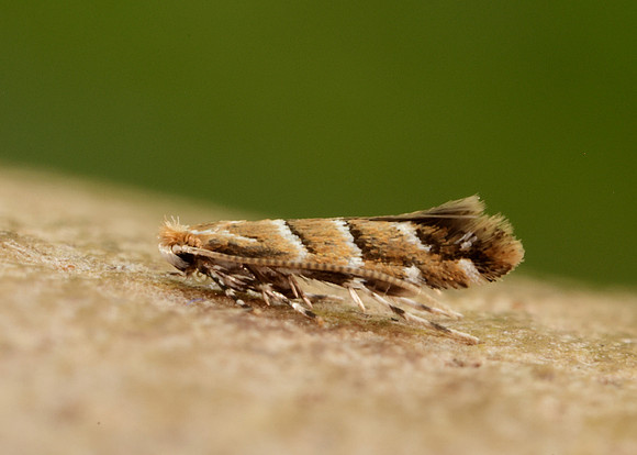 15.089 BF366a Horse Chestnut Leaf-miner Cameraria ohridella