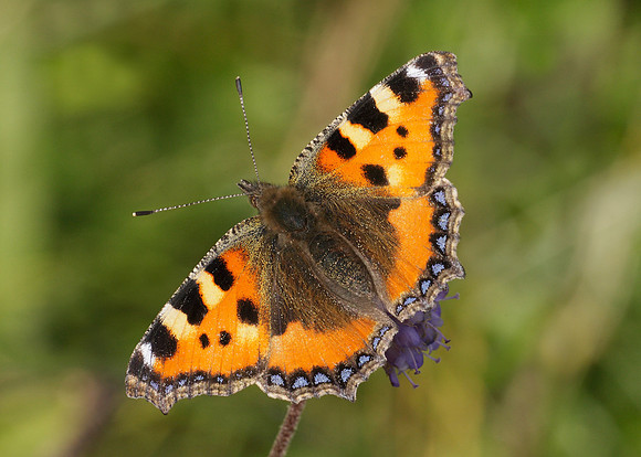 Small Tortoiseshell Aglais urticae