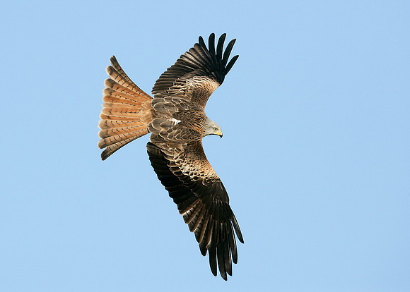Red Kite Milvus milvus