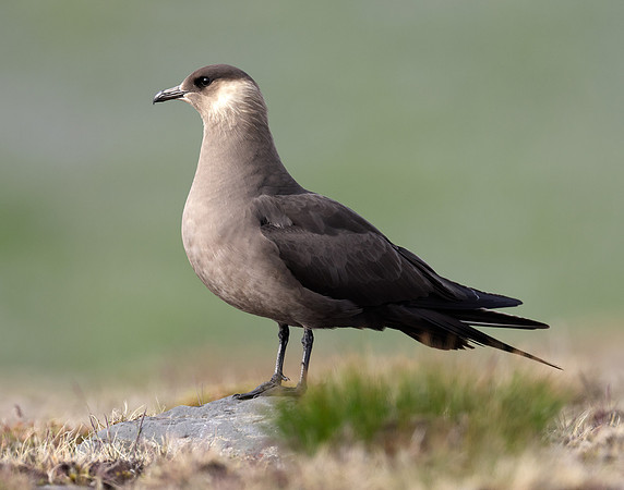 Arctic Skua Stercorarius parasiticus