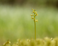 Coralroot Orchid Corallorhiza trifida