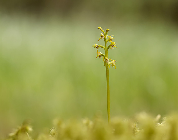 Coralroot Orchid Corallorhiza trifida