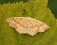 70.036 BF1680 Maiden's Blush Cyclophora punctaria
