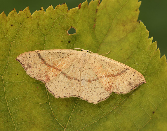 70.036 BF1680 Maiden's Blush Cyclophora punctaria