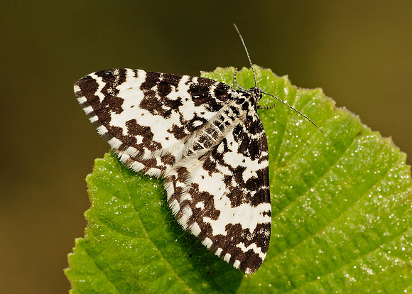 70.120 BF1787 Argent & Sable Rheumaptera hastata hastata