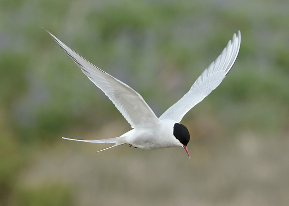 Arctic Tern Sterna paradisaea